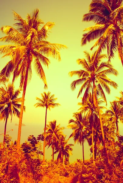 Beau fond tropical — Photo