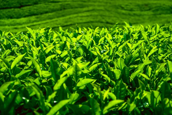 Čajové plantáže — Stock fotografie