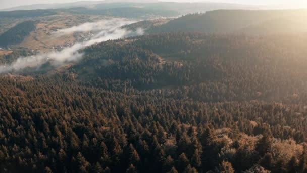 Herbstliche Naturlandschaft. Kiefernwald in den Karpaten. Sonnenaufgang sanfte Sonne und Morgennebel — Stockvideo