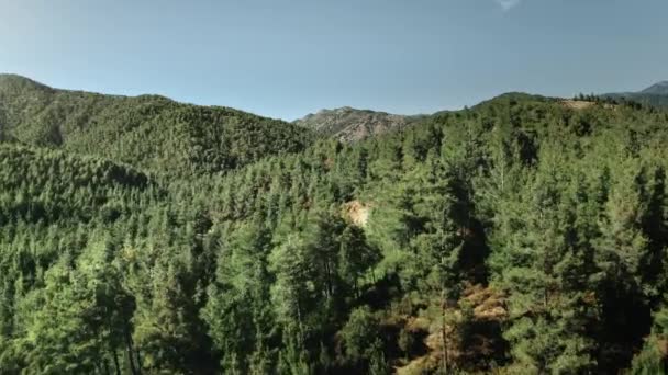 Зелений лісовий гірський пейзаж. Природний фон. Повітряний політ над сосновими деревами ялина деревина — стокове відео