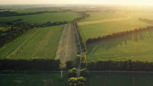 Estrada do campo ao longo de campos de grama verde. Voo aéreo sobre campos de trigo e prados na Primavera — Vídeo de Stock