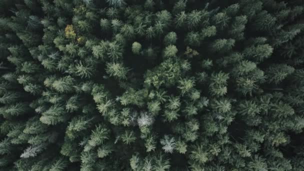 Зелене соснове дерево ялина лісового повітря зверху вниз. Драматичний характер фону. Цільове призначення . — стокове відео