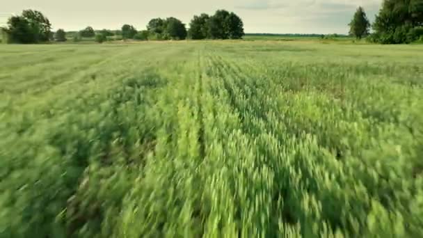 Сільське господарство. Зелене пшеничне поле крупним планом. Низький політ безпілотника над весняним свіжим лугом . — стокове відео