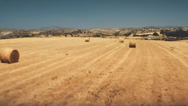 Mavi gökyüzüne karşı sarı kuru buğday tarlası. Eko çiftliğinde tahıl hasadı. Buğday saman ruloları — Stok video