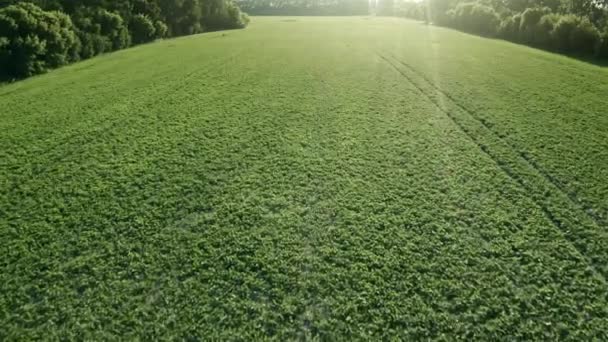 Green rural countryside field. Agriculture and farm concept. Aerial flight over fresh grass meadow. — Stock Video