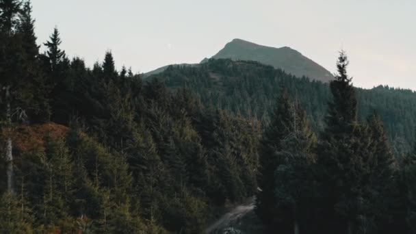 Πράσινο πευκοδάσος στα ορεινά. Ο ορεινός δρόμος οδηγεί στην κορυφή στο βάθος. Ταξίδι στη φύση — Αρχείο Βίντεο
