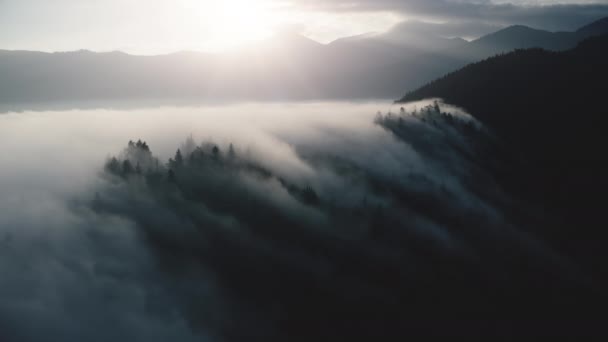 Misty mist drijft over dennenbos op de berghellingen. Zonsopgang ochtend natuur landschap. — Stockvideo