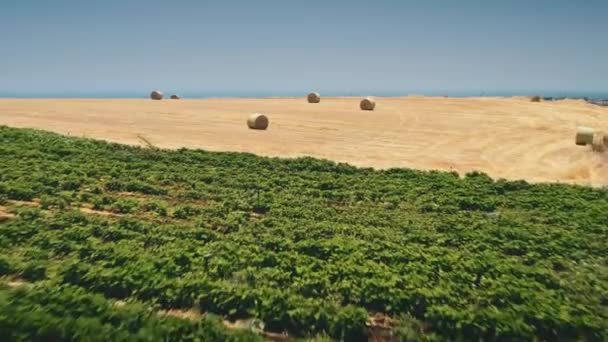 Oddálit žluté žací balíky sena na louce na farmářském ranči v období sklizně — Stock video