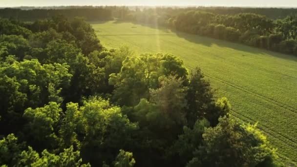 Günbatımı yeşil orman çayırı. Taze çimen tarlaları, ağaçlar ve güneş ışınlarında tarım makineleri izleri. — Stok video