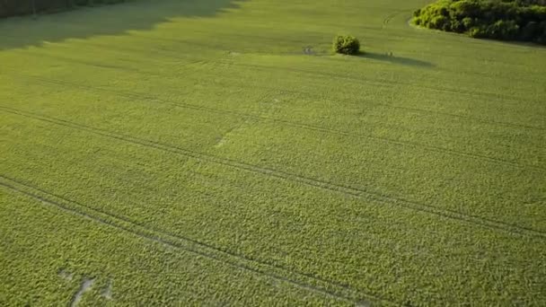 Pozadí letní louky. Čerstvě zelené trávníkové pole s kolečky a anténním výhledem. Nature — Stock video