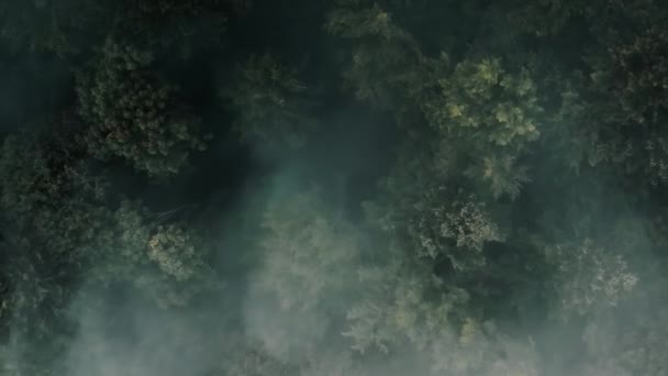 Δραματική ομιχλώδης πράσινο πεύκο δάσος κεραία πάνω προς τα κάτω άποψη. Πρωινή μυστηριώδης ομίχλη ρέει πάνω από ξύλο — Αρχείο Βίντεο