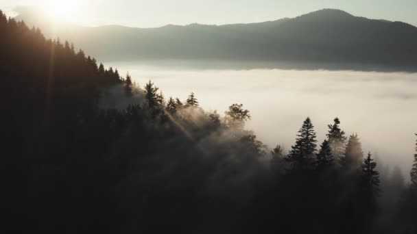 朝の山の中で霧の風景。丘、霧の谷、山の範囲に松の木の森のシルエット — ストック動画