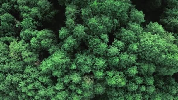 Green foliage background, forest landscape. Aerial top down view of juicy wood with deciduous tree — Stock Video