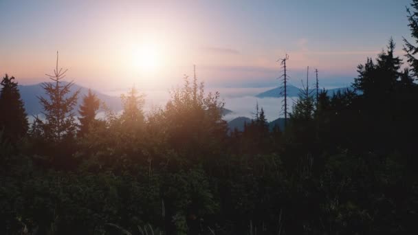 Erdei táj naplementében. Ködös hegység a háttérben. Légi drónrepülés a zöld fák felett — Stock videók
