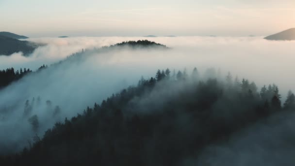 Morgondimma landskap i bergen. Dimma blåser över tallskog på kullar. Soluppgång — Stockvideo