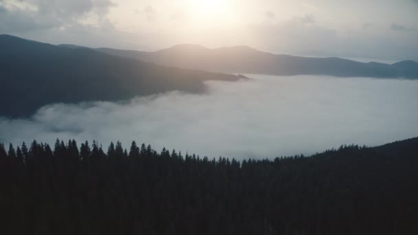 Sunrise landscape in Carpathian mountains. Morning fog in highland valley and pine forest silhouette — Stock Video