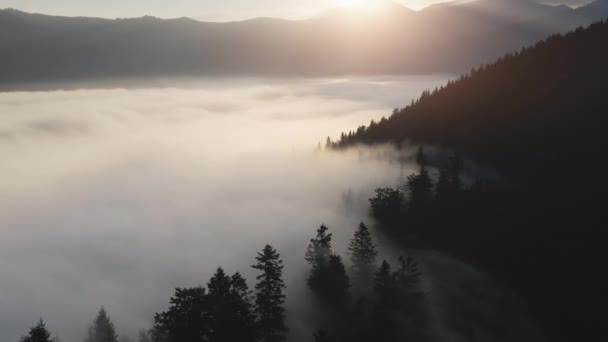 Dennenbomen onder de ochtendmist. Zonsopgang boven bergketen, mistige canyon vallei, en bos heuvels — Stockvideo