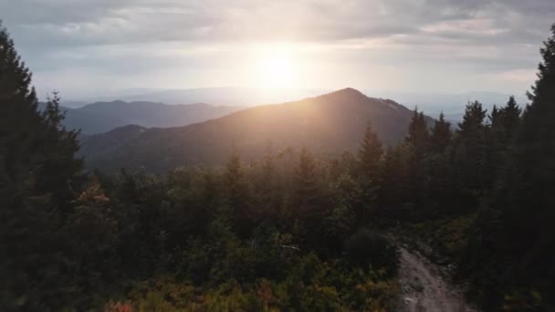 Sendero al atardecer en bosque de montaña. Sendero aéreo de trekking entre abetos. Cordillera — Vídeos de Stock