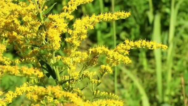 Bi på gula blommor — Stockvideo