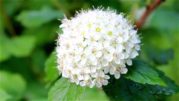 Flor redonda blanca — Vídeos de Stock