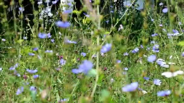 Fleurs sauvages 