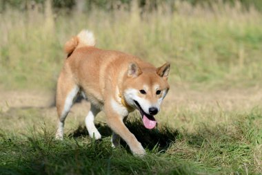 Shiba Inu köpek