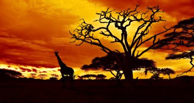 Afrika Gecesi