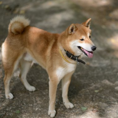 Siba Inu