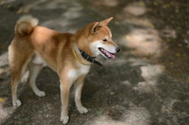 Siba Inu