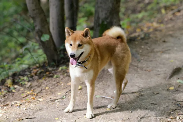 Shiba inu pes — Stock fotografie