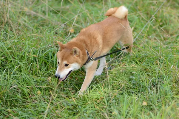 Shiba inu cane — Foto Stock