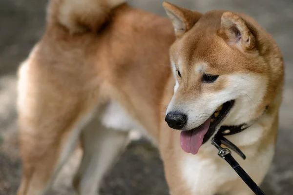 Shiba Inu — Stockfoto