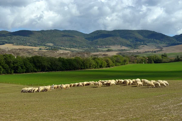 Tuscan landscape — Stock Photo, Image