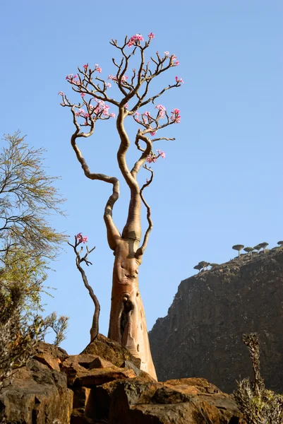 Arbre à bouteilles — Photo