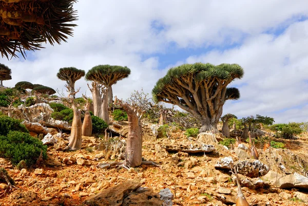 Socotra ilha — Fotografia de Stock