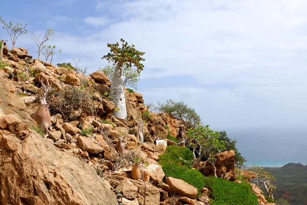 Isla de Socotra — Foto de Stock