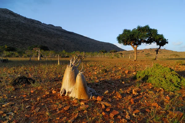 Isola di Socotra — Foto Stock