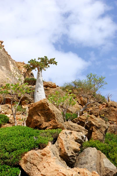 Socotra ilha — Fotografia de Stock