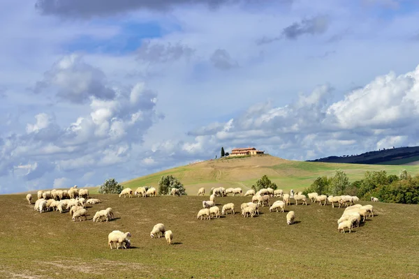 Toscanan maisema — kuvapankkivalokuva