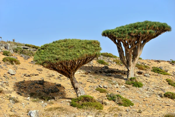 Sokotra-Insel — Stockfoto