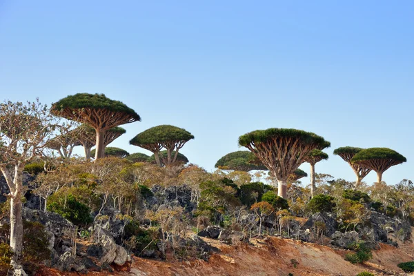 Socotra sziget — Stock Fotó