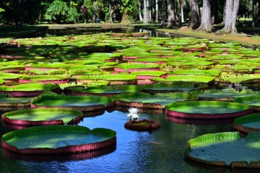 Victoria amazonica