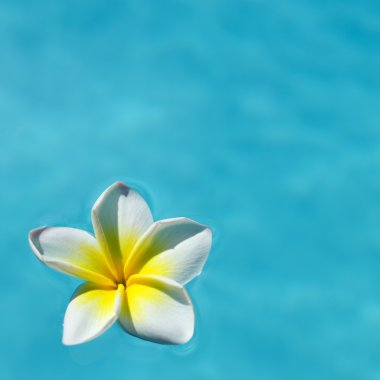Frangipani çiçek