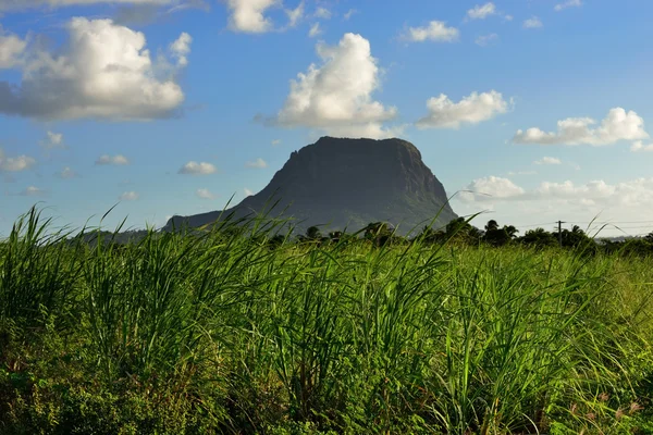 Cana de açúcar — Fotografia de Stock