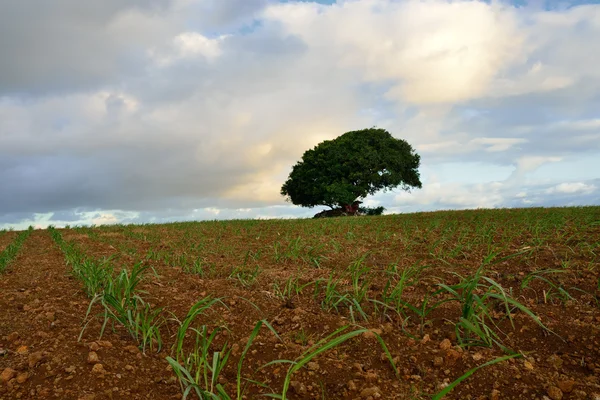 Mauritius — Stock Photo, Image