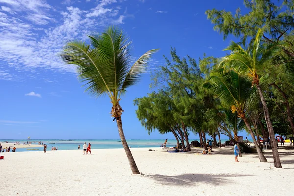 Tropica lparadise — Stok fotoğraf