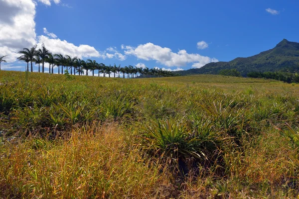 Plantación de piña — Foto de Stock