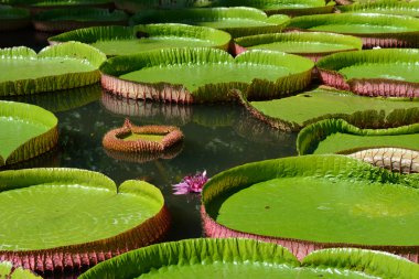 Victoria amazonica