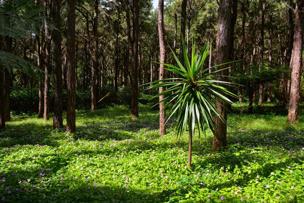Тропический лес — стоковое фото