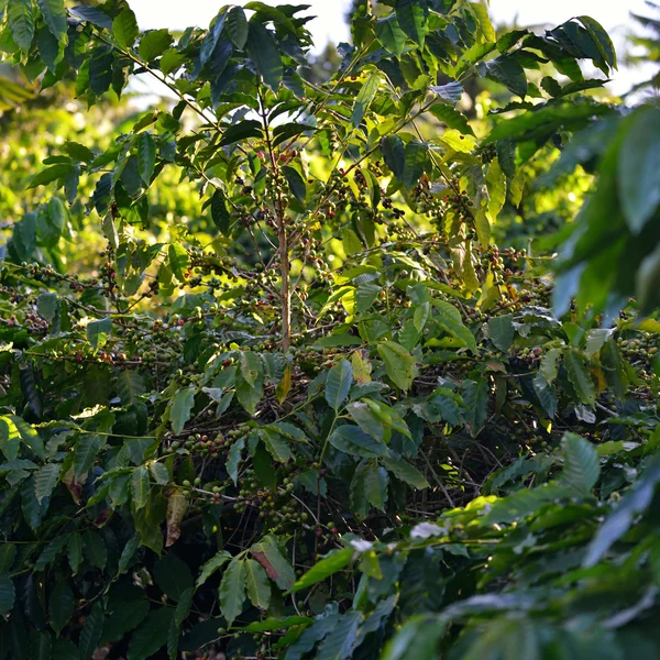 Piantagione di caffè — Foto Stock